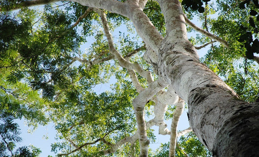 What is Copaiba Resin Oil & How Does it Benefit Skin?